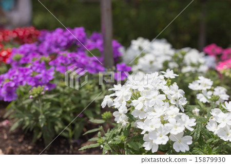 白馬鞭草 15879930