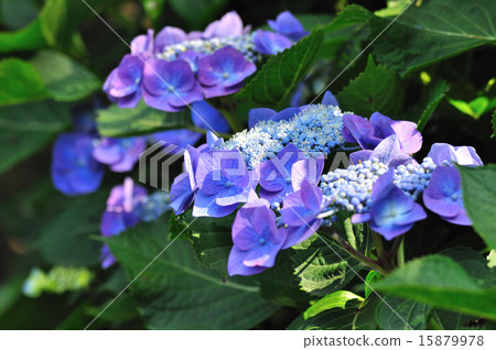 開花的八仙花屬兩性花開花 15879978