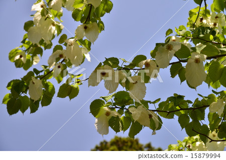 Handkerchief tree flower 15879994