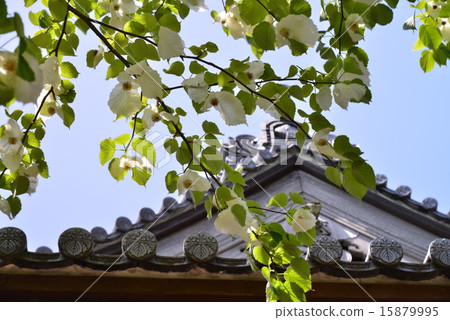 Handkerchief tree flower 15879995