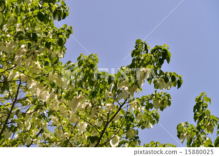 手帕樹花 15880025