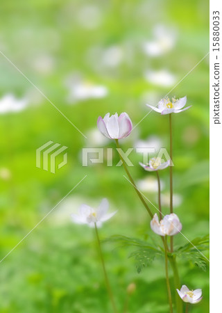 Pink two-wheeled grass 15880033