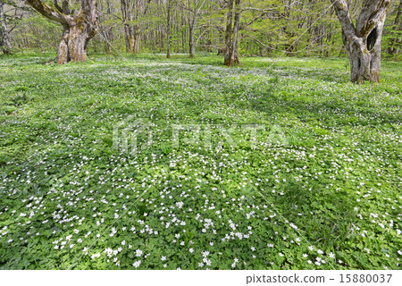 Two-wheeled grass flower garden 15880037
