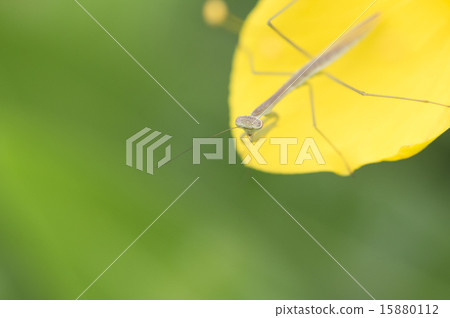 Mantis kid's child Mantis kid's child 15880112