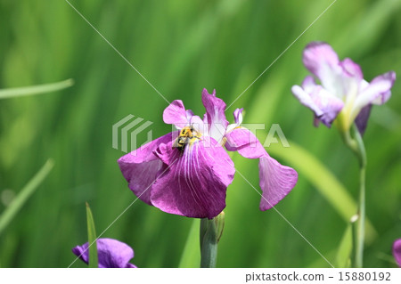 Iris 15880192