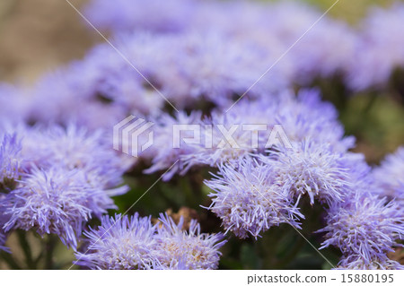 Agelatum Agelatum 15880195