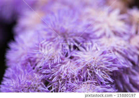 Agelatum Agelatum 15880197