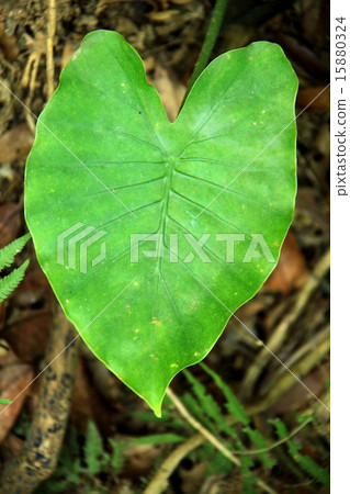 海芋葉 海芋葉 15880324