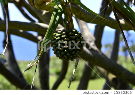 Fruit of Adan Fruit of Adan 15880366