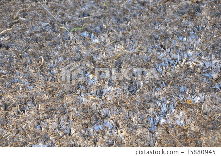 frost pillar frost pillar 15880945
