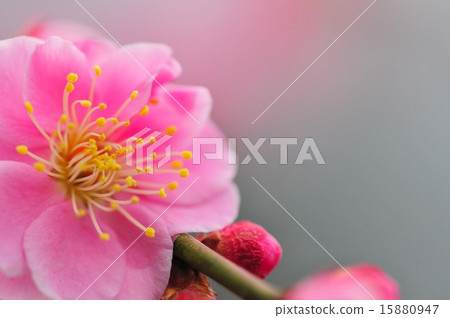 梅花 15880947