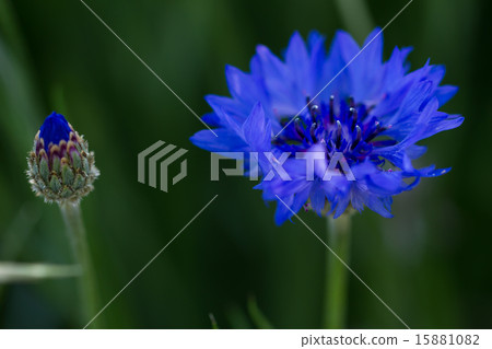 Yaguriku Yagurumagiku Yaguriku Yagurumagiku 15881082