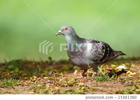 Motley pigeon Motley pigeon 15881360