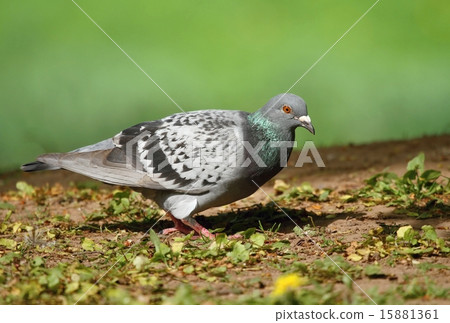 Pigeon in park Pigeon in park 15881361