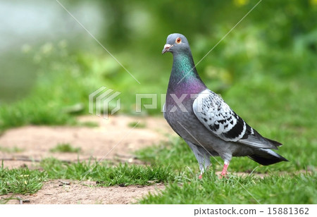 Proud pigeon Proud pigeon 15881362