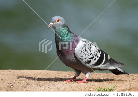 Pigeon Pigeon 15881363