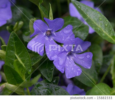 periwinkle close-up 15881533
