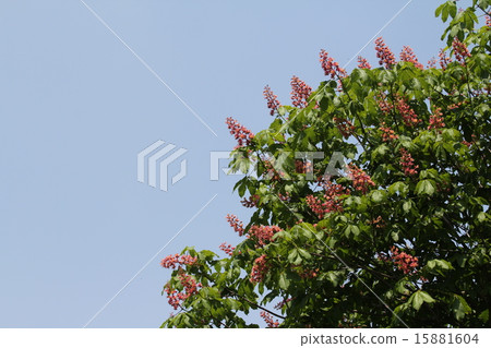 Safflower chestnut Safflower chestnut 15881604