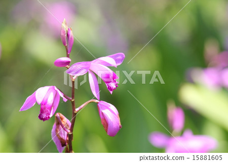 Silane Silane 15881605