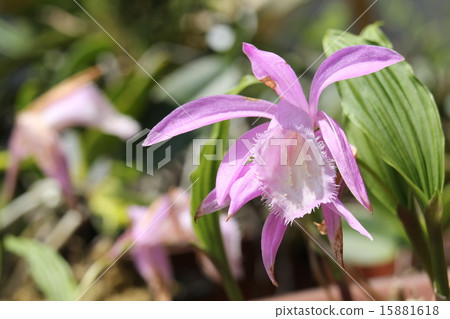 Tylin toxota 15881618