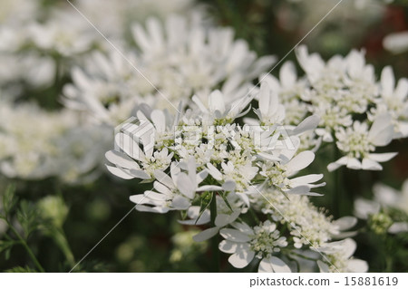 Oruraya Oruraya 15881619