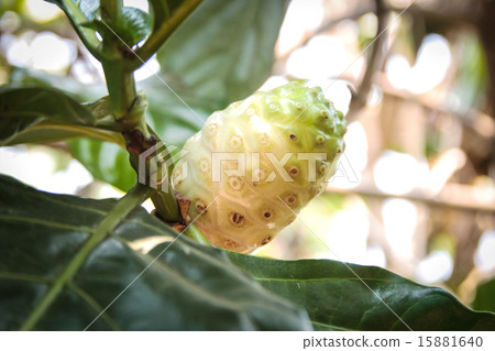close up Noni medicine on top 15881640