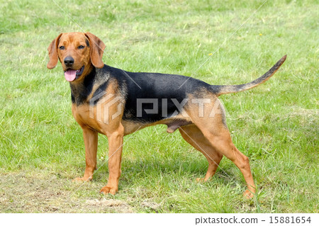 The portrait of Serbian Hound The portrait of Serbian Hound 15881654