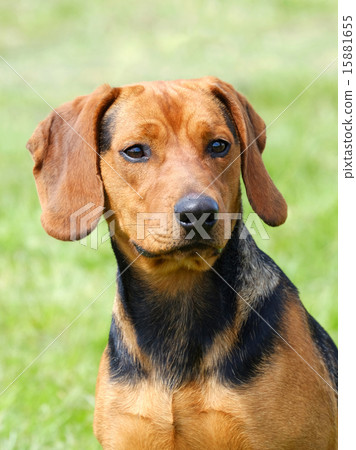 The portrait of Serbian Hound The portrait of Serbian Hound 15881655
