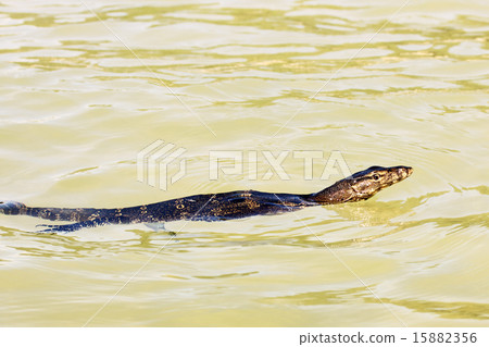 Water Monitor Water Monitor 15882356