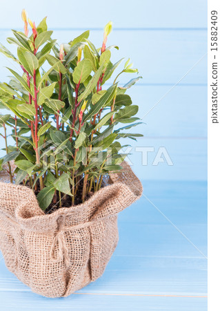 bay leaf bay leaf 15882409