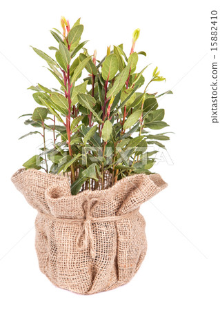 bay leaf bay leaf 15882410