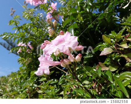 粉紅色的小號 15882558