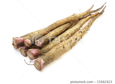 牛蒡根 牛蒡根 15882823