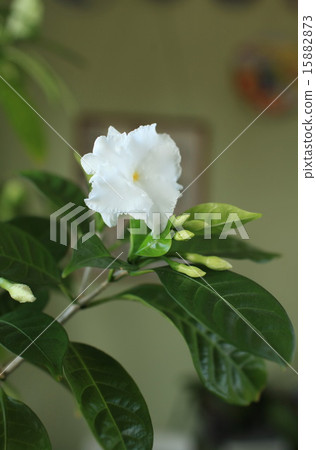 white flowers white flowers 15882873