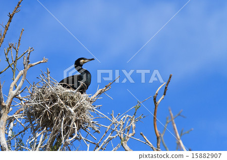 cormorant (phalacrocorax carbo ) on nest 15882907