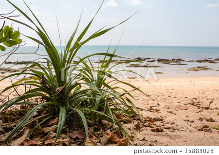 Aloe plant growing at a beach 15883023