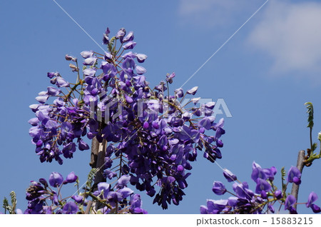 紫藤花 紫藤花 15883215