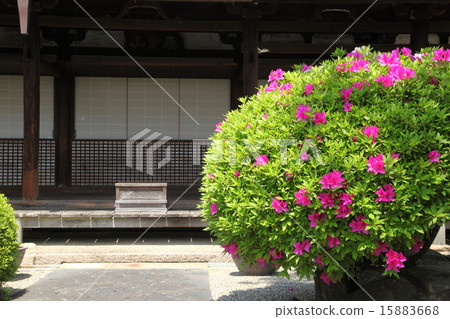 Azalea at the Hokenba 15883668