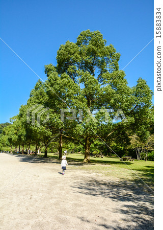 Row of trees 15883834
