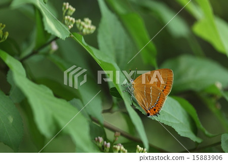 Living thing insects red moss, unusually I was resting on the leaves of Oomura saki Living thing insects red moss, unusually I was resting on the leaves of Oomura saki 15883906