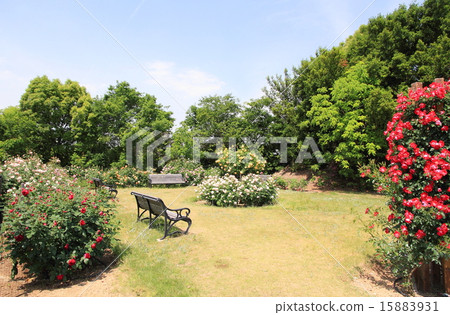 A rose garden in May 15883931