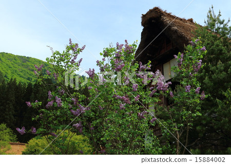 Spring Shirakawa Town 15884002
