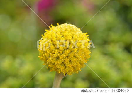 Grasspedia Grasspedia 15884050