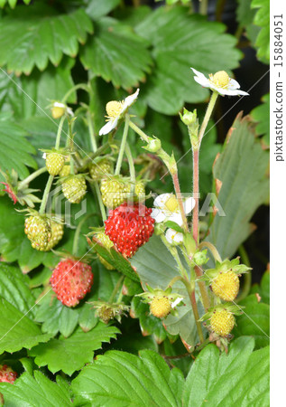 Strawberry Strawberry 15884051