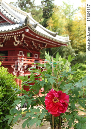 聖殿的按鈕 15884187