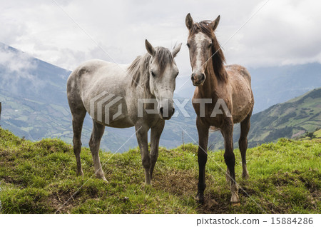 Two horses are waiting for travelers from the trai Two horses are waiting for travelers from the trai 15884286