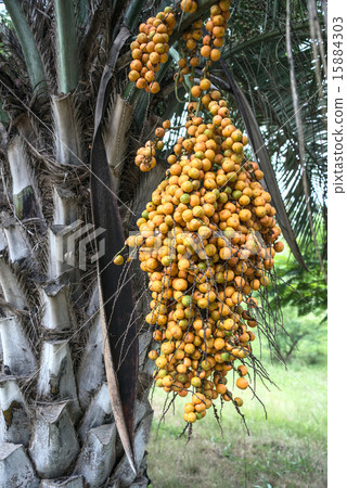 Butia palm, Uruguay 15884303