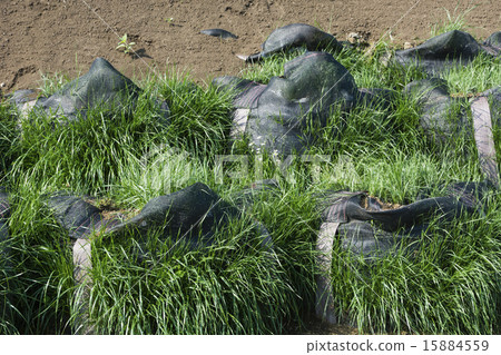 Construction of vegetation sandbag Construction of vegetation sandbag 15884559