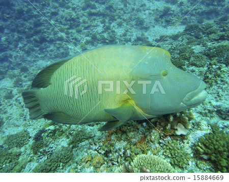 拿破崙魚 拿破崙魚 15884669