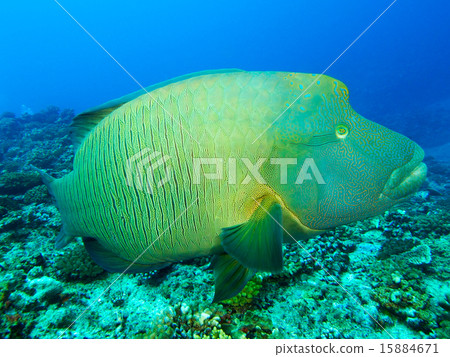 拿破崙魚 15884671